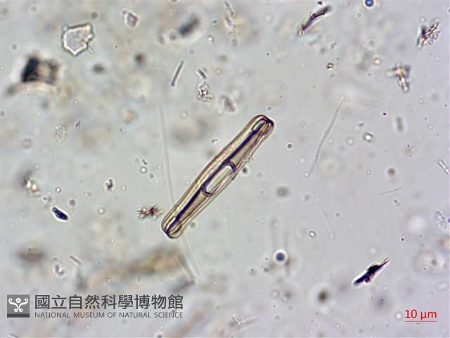 登錄號:A00004602藏品圖，第6張