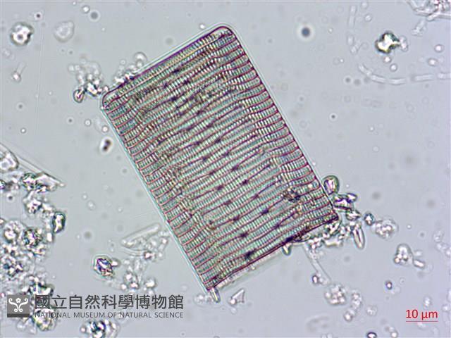 登錄號:A00004558藏品圖，第6張