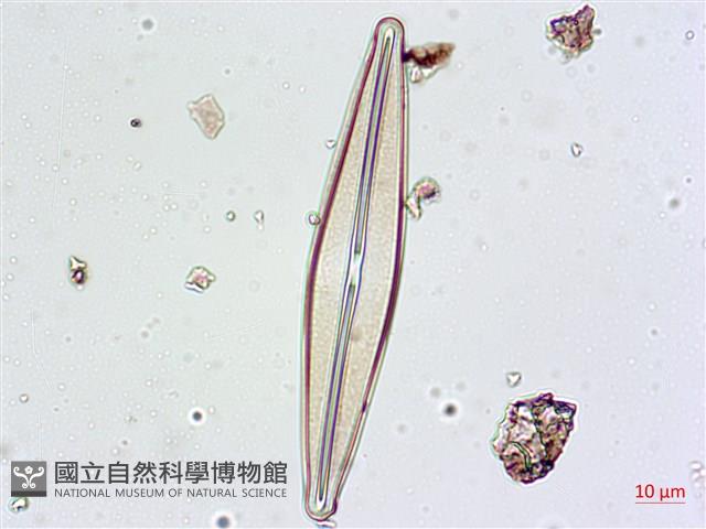 登錄號:A00004628藏品圖，第6張