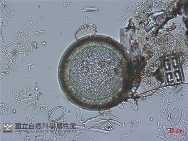 登錄號:A00004528藏品圖，第6張