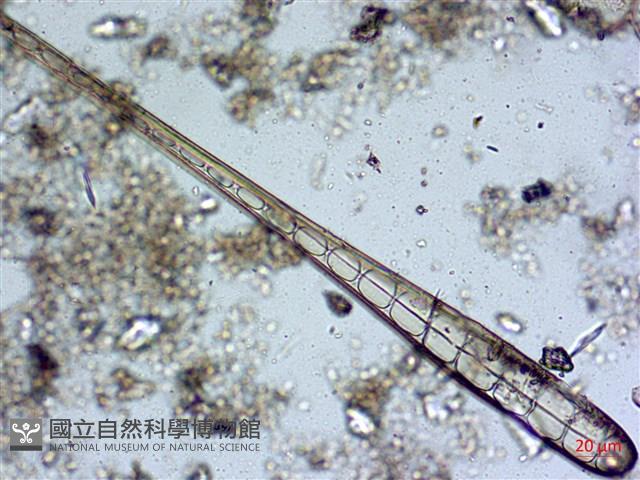 登錄號:A00004578藏品圖，第6張