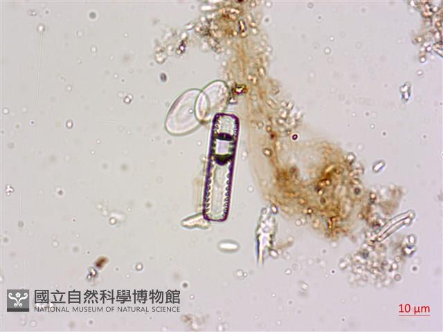 登錄號:A00004598藏品圖，第6張