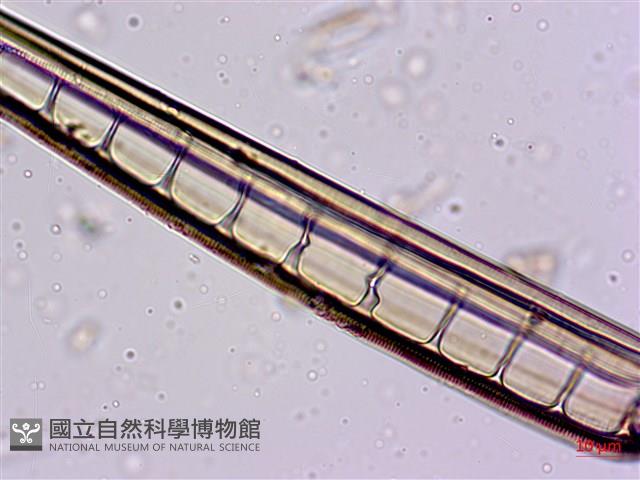 館號:A00004568藏品圖，第6張