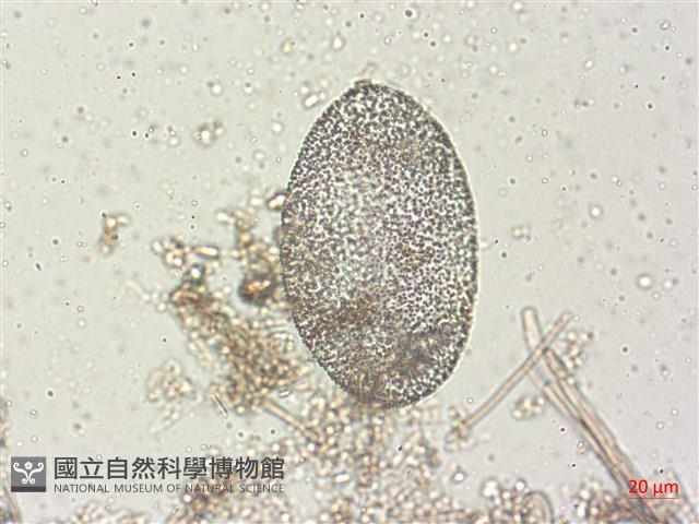 登錄號:A00004488藏品圖，第6張