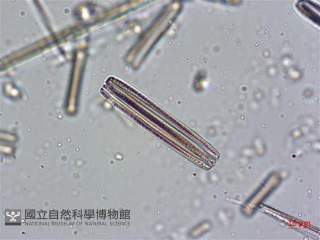 登錄號:A00004639藏品圖，第6張