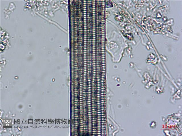 登錄號:A00004539藏品圖，第6張