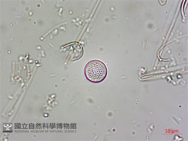 登錄號:A00004559藏品圖，第6張