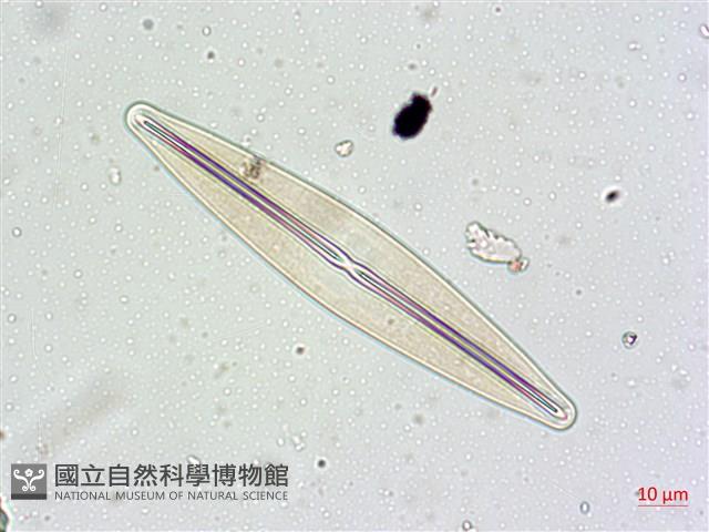 登錄號:A00004629藏品圖，第6張