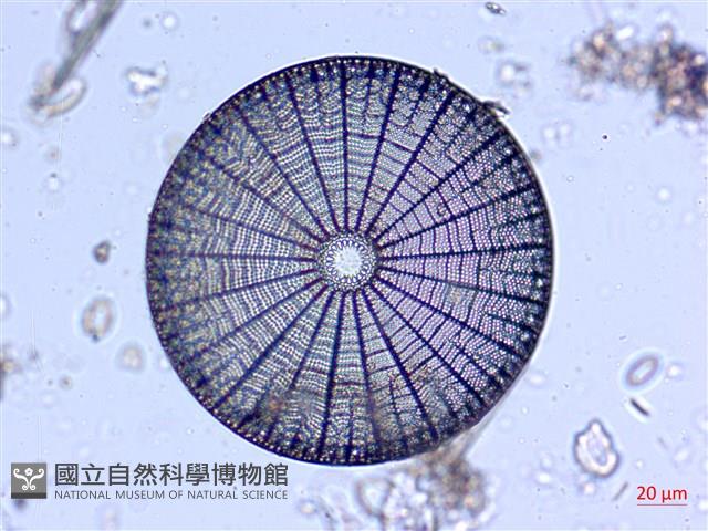 登錄號:A00004529藏品圖，第6張