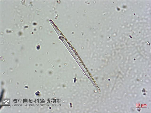 登錄號:A00004579藏品圖，第6張