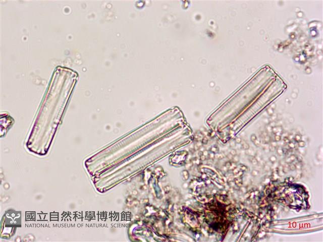 登錄號:A00004619藏品圖，第6張