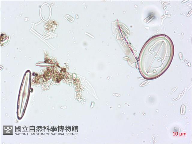 登錄號:A00004519藏品圖，第6張