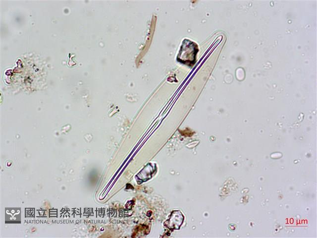 登錄號:A00004599藏品圖，第6張