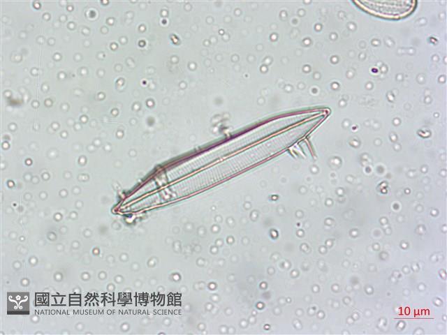 登錄號:A00004549藏品圖，第6張
