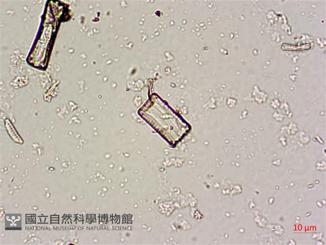 登錄號:A00004669藏品圖，第6張