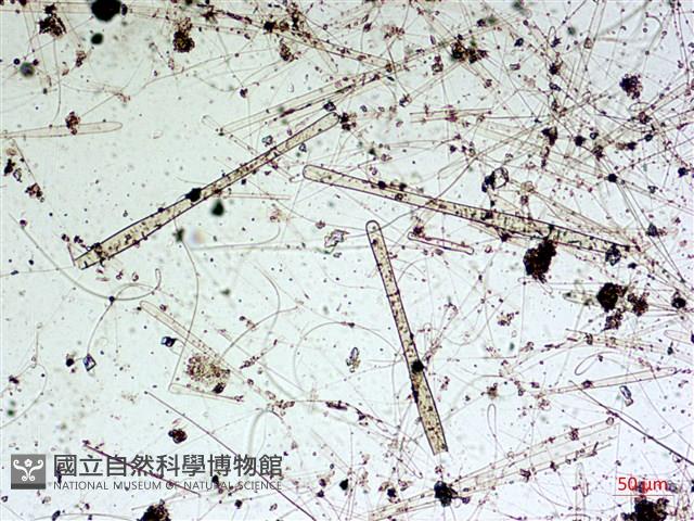 登錄號:A00004589藏品圖，第6張