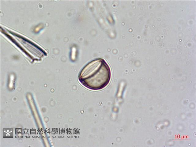 登錄號:A00004636藏品圖，第6張