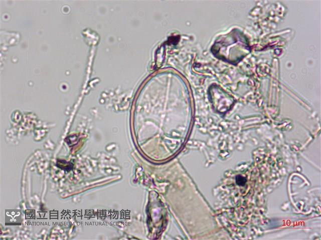 登錄號:A00004536藏品圖，第6張
