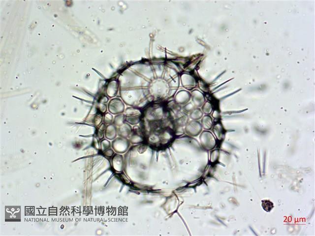 登錄號:A00004656藏品圖，第6張