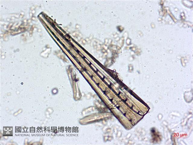 登錄號:A00004546藏品圖，第6張