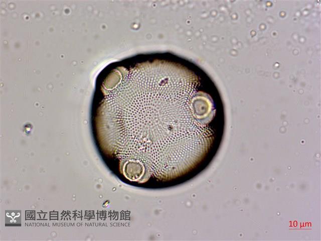 登錄號:A00004566藏品圖，第6張