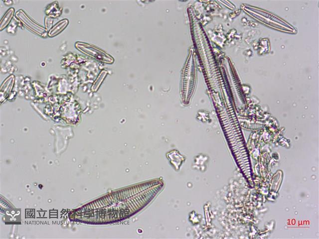 登錄號:A00004606藏品圖，第6張