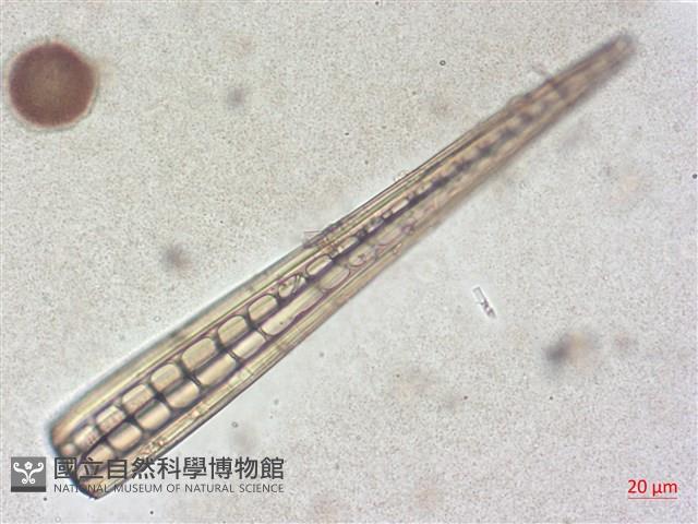 登錄號:A00004506藏品圖，第6張