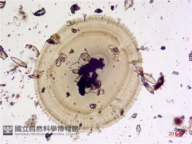登錄號:A00004586藏品圖，第6張