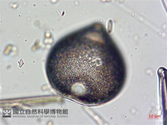 登錄號:A00004634藏品圖，第6張