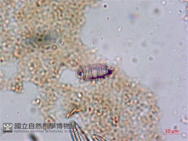 登錄號:A00004554藏品圖，第6張