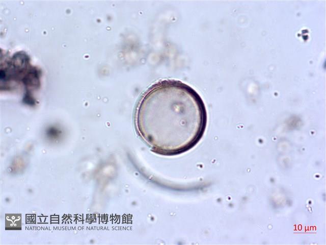 登錄號:A00004644藏品圖，第6張