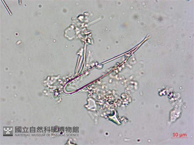 登錄號:A00004544藏品圖，第6張