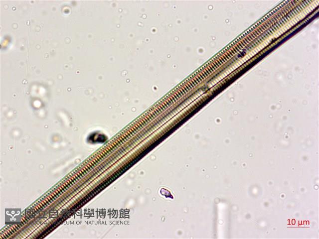 登錄號:A00004564藏品圖，第9張