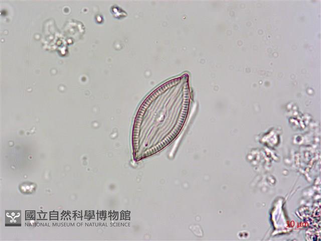 登錄號:A00004604藏品圖，第6張