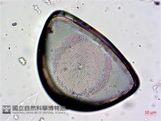 登錄號:A00004657藏品圖，第6張