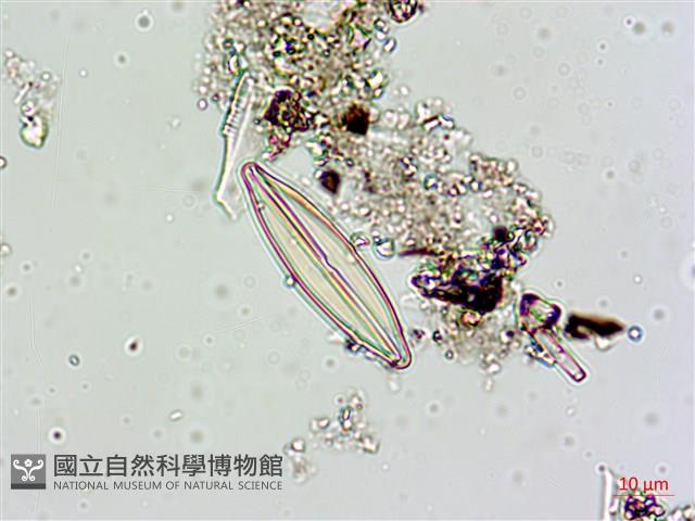 登錄號:A00004617藏品圖，第6張