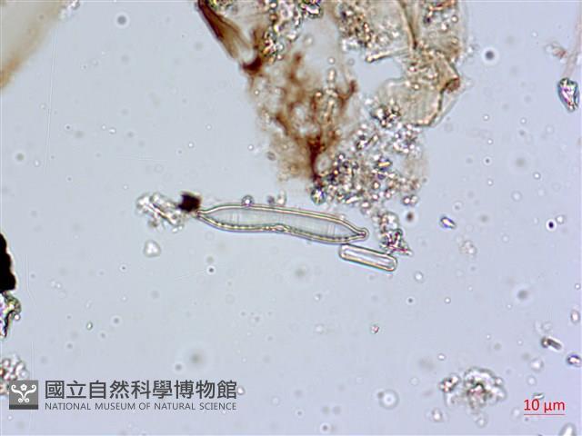 登錄號:A00004597藏品圖，第6張