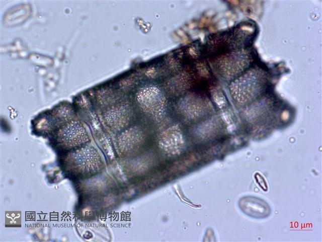登錄號:A00004547藏品圖，第6張