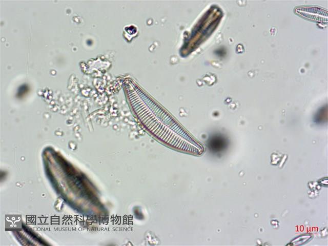 登錄號:A00004607藏品圖，第6張
