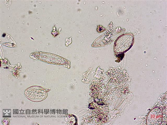 登錄號:A00004587藏品圖，第6張