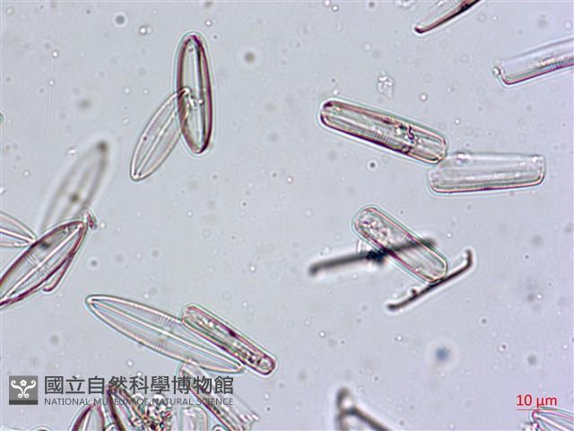 登錄號:A00004555藏品圖，第6張