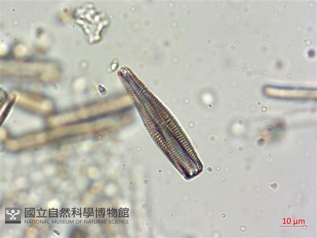 登錄號:A00004625藏品圖，第6張