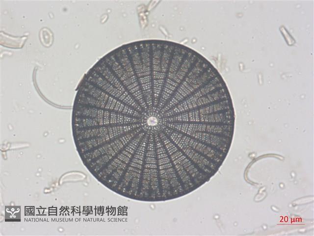登錄號:A00004525藏品圖，第6張