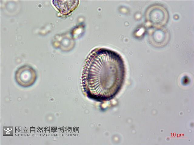 登錄號:A00004615藏品圖，第6張