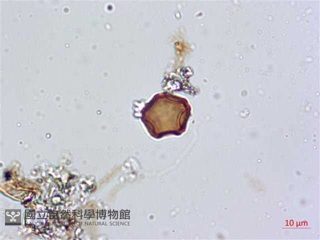 登錄號:A00004595藏品圖，第6張