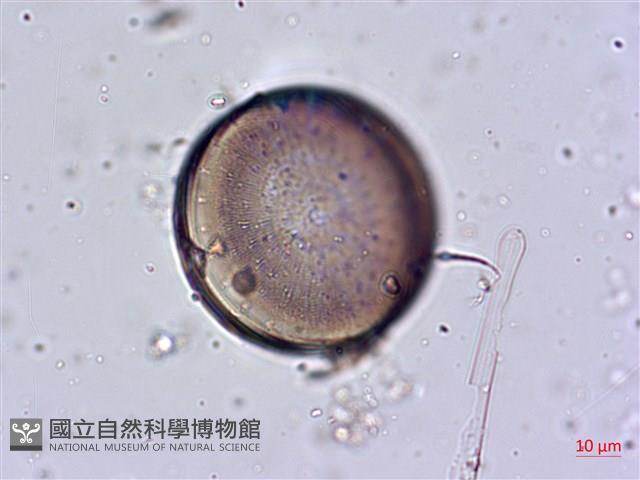 登錄號:A00004645藏品圖，第6張