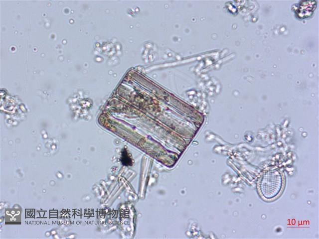 登錄號:A00004545藏品圖，第6張