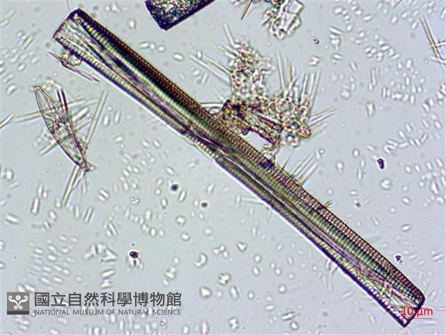 登錄號:A00004665藏品圖，第6張