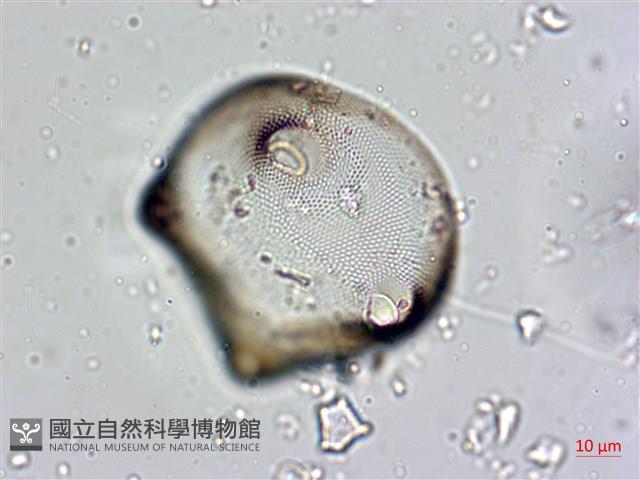 登錄號:A00004565藏品圖，第7張