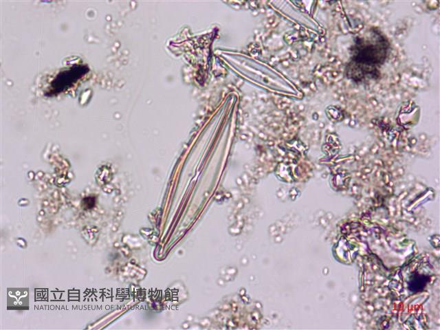 登錄號:A00004621藏品圖，第6張